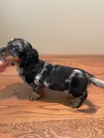 Charlie, a male Miniature Dachshund for sale in Chino Hills, CA – Photo 3 of 3