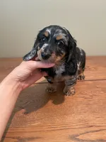 Charlie, a male Miniature Dachshund for sale in Chino Hills, CA – Photo 1 of 3