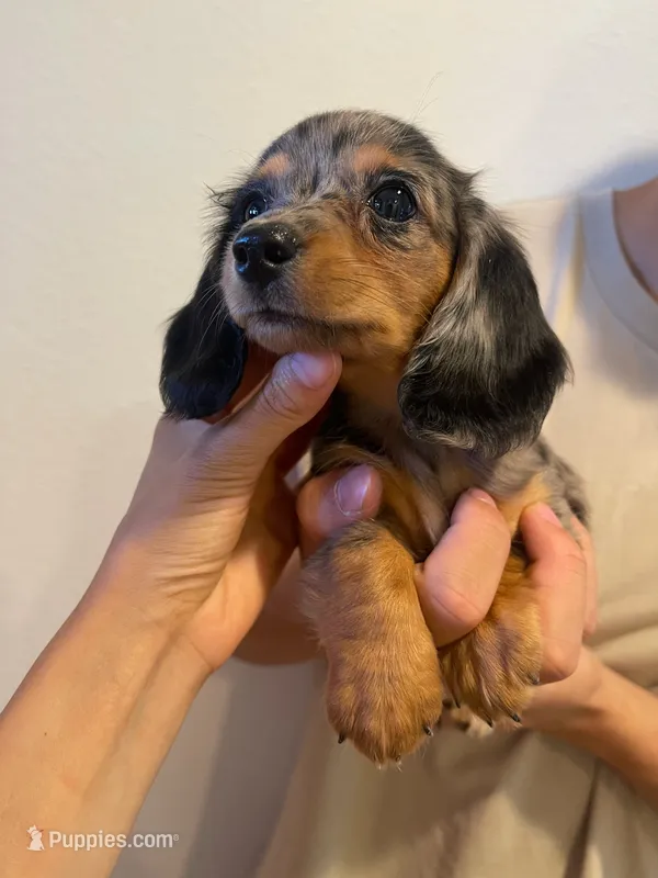 molly – Miniature Dachshund puppy for sale in Foothill Ranch, CA