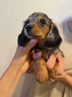 molly, a female Miniature Dachshund for sale in Foothill Ranch, CA – 1 of 3