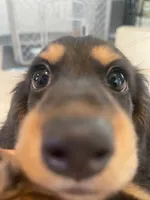 Tammi, a female Miniature Dachshund for sale in Foothill Ranch, CA – 3 of 4