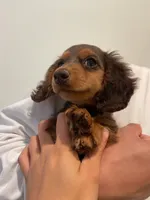Mika, a female Miniature Dachshund for sale in Chino Hills, CA – 2 of 2