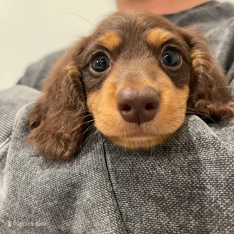 Pluto – Miniature Dachshund puppy for sale in Chino Hills, CA