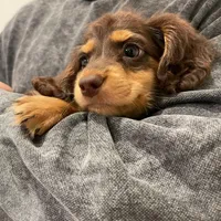 Pluto, a male Miniature Dachshund for sale in Chino Hills, CA – Photo 2 of 2