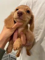 Bonnie Golden, a female Miniature Dachshund for sale in Chino Hills, CA – 2 of 3