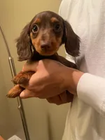 Kiki, a female Miniature Dachshund for sale in Chino Hills, CA – Photo 2 of 2