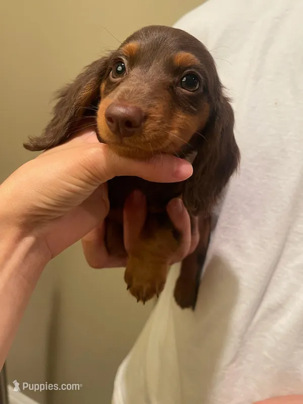 Kiki – Miniature Dachshund puppy for sale in Chino Hills, CA