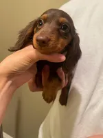 Kiki, a female Miniature Dachshund for sale in Chino Hills, CA – Photo 1 of 2