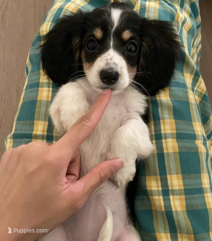 kiwi – Miniature Dachshund puppy for sale in Chino Hills, CA