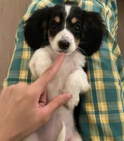 kiwi, a female Miniature Dachshund for sale in Chino Hills, CA – 1 of 2