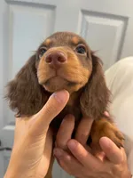 Kyle , a male Miniature Dachshund for sale in Foothill Ranch, CA – 3 of 4