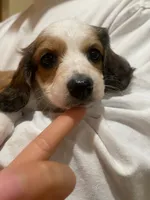 Daisy, a female Miniature Dachshund for sale in Chino Hills, CA – 2 of 3