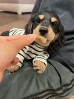 cleo, a male Miniature Dachshund for sale in Chino Hills, CA – Photo 4 of 5