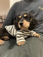 cleo, a male Miniature Dachshund for sale in Chino Hills, CA – Photo 3 of 5