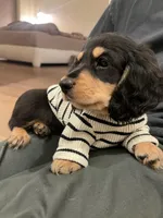 cleo, a male Miniature Dachshund for sale in Chino Hills, CA – Photo 5 of 5