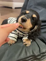 cleo, a male Miniature Dachshund for sale in Chino Hills, CA – Photo 2 of 5