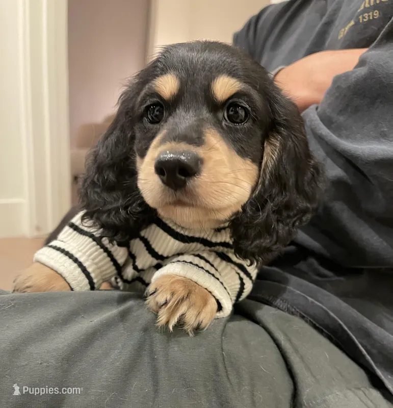 cleo – Miniature Dachshund puppy for sale in Chino Hills, CA