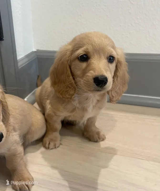 Creamy – Miniature Dachshund puppy for sale in Foothill Ranch, CA