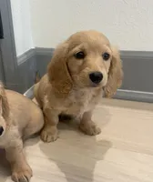 Creamy, a male Miniature Dachshund for sale in Foothill Ranch, CA – 1 of 4