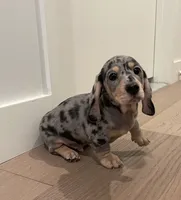 Bruno , a male Miniature Dachshund for sale in Chino Hills, CA – 2 of 3