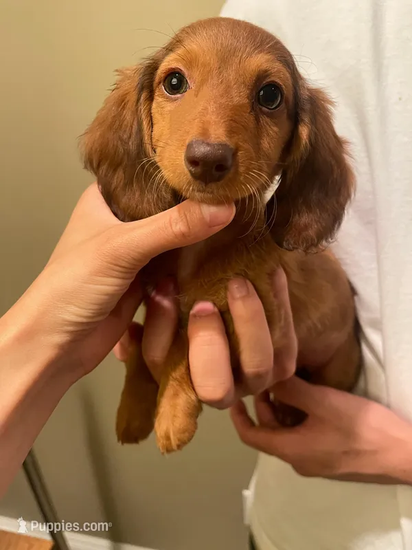 Luna – Miniature Dachshund puppy for sale in Chino Hills, CA