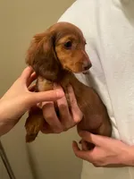 Luna, a female Miniature Dachshund for sale in Chino Hills, CA – Photo 2 of 2