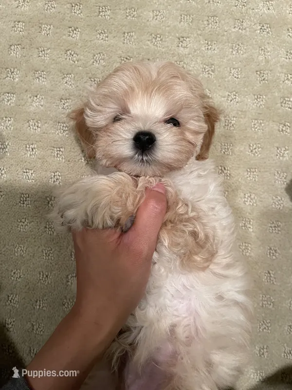 Charlie – Maltipoo puppy for sale in Chino Hills, CA