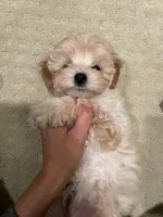 Charlie, a male Maltipoo for sale in Chino Hills, CA – 1 of 2