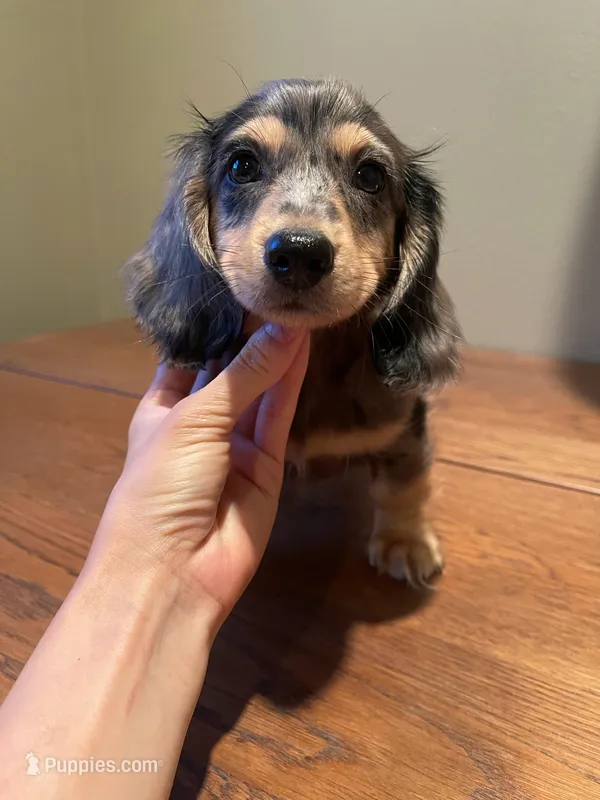 silver – Miniature Dachshund puppy for sale in Chino Hills, CA