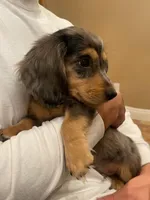 silver, a male Miniature Dachshund for sale in Chino Hills, CA – Photo 4 of 4