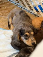 silver, a male Miniature Dachshund for sale in Chino Hills, CA – Photo 2 of 4