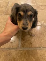 silver, a male Miniature Dachshund for sale in Chino Hills, CA – Photo 3 of 4