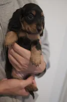 Puff, a female Miniature Dachshund for sale in Chino Hills, CA – Photo 2 of 3