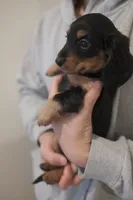 Puff, a female Miniature Dachshund for sale in Chino Hills, CA – Photo 3 of 3