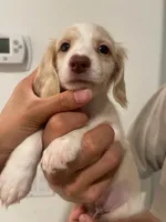 Bailey, a male Miniature Dachshund for sale in Foothill Ranch, CA – 1 of 4