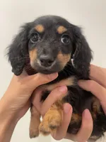 Poppy, a female Miniature Dachshund for sale in Chino Hills, CA – 2 of 2