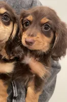 Otto, a male Miniature Dachshund for sale in Chino Hills, CA – Photo 1 of 2