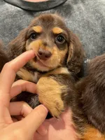 Otto, a male Miniature Dachshund for sale in Chino Hills, CA – Photo 2 of 2