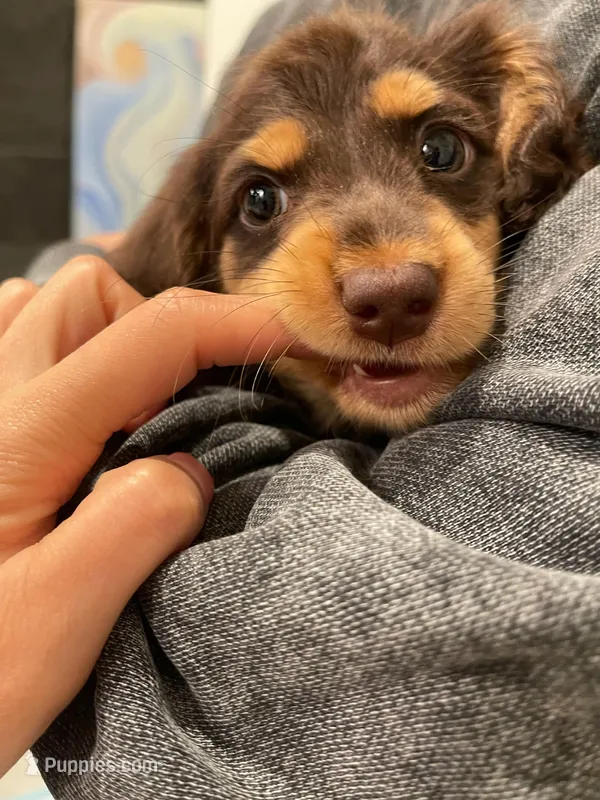 Otto – Miniature Dachshund puppy for sale in Chino Hills, CA