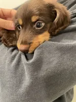 Choco chocolate, a male Miniature Dachshund for sale in Chino Hills, CA – 3 of 3