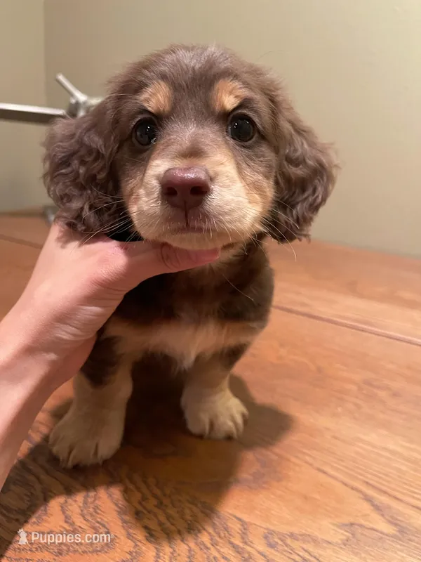 choco – Miniature Dachshund puppy for sale in Chino Hills, CA