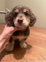 choco, a male Miniature Dachshund for sale in Chino Hills, CA – Photo 1 of 5