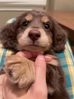 choco, a male Miniature Dachshund for sale in Chino Hills, CA – Photo 4 of 5