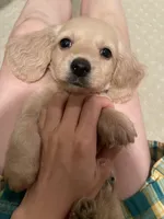 Bryce, a male Miniature Dachshund for sale in Chino Hills, CA – Photo 2 of 3