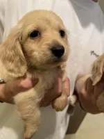 Bryce, a male Miniature Dachshund for sale in Chino Hills, CA – Photo 3 of 3