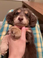 choco, a male Miniature Dachshund for sale in Chino Hills, CA – Photo 3 of 5