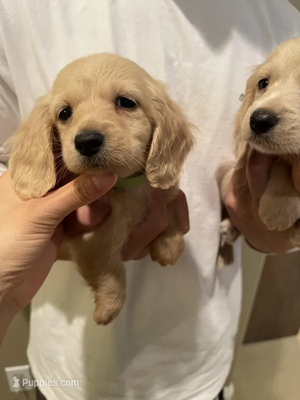 Bryce – Miniature Dachshund puppy for sale in Chino Hills, CA