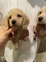 Bryce, a male Miniature Dachshund for sale in Chino Hills, CA – Photo 1 of 3