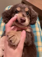 choco, a male Miniature Dachshund for sale in Chino Hills, CA – Photo 5 of 5