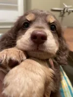 choco, a male Miniature Dachshund for sale in Chino Hills, CA – Photo 2 of 5